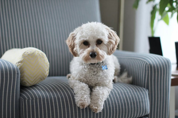 Can You Give Dogs CBD Oil?